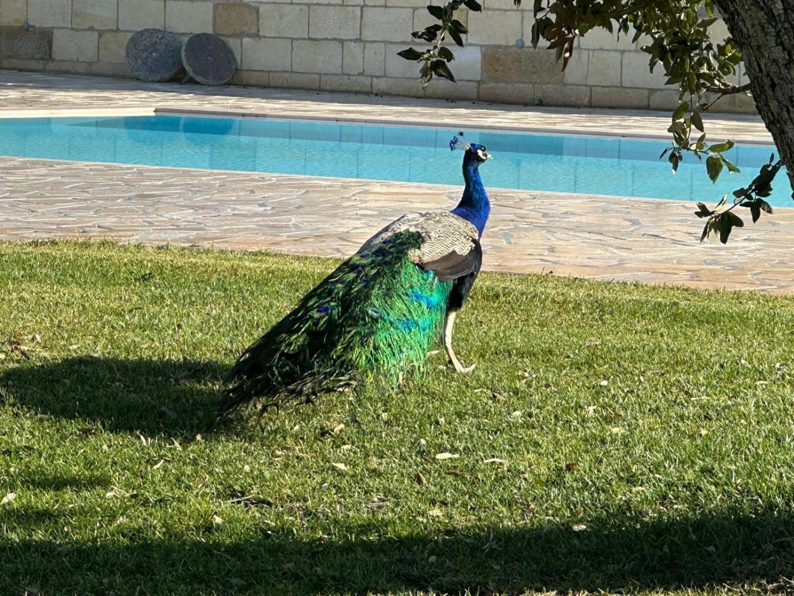 Tenuta Cursano Santa Cesarea Terme Esterno foto